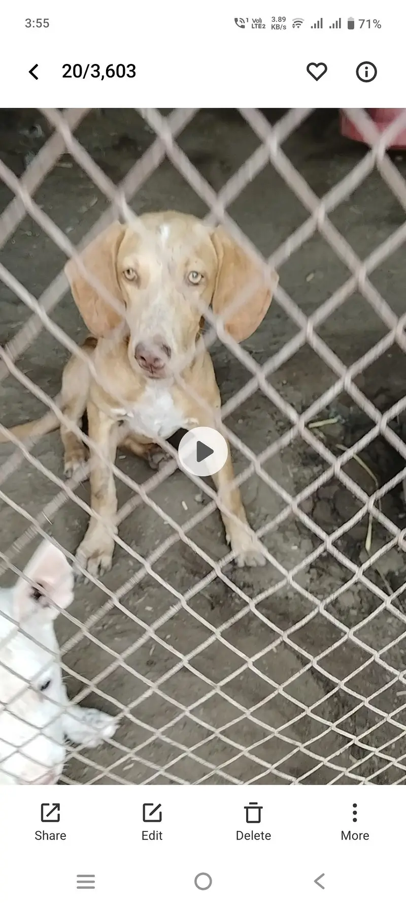 Pointer Female for Sale — photo 4