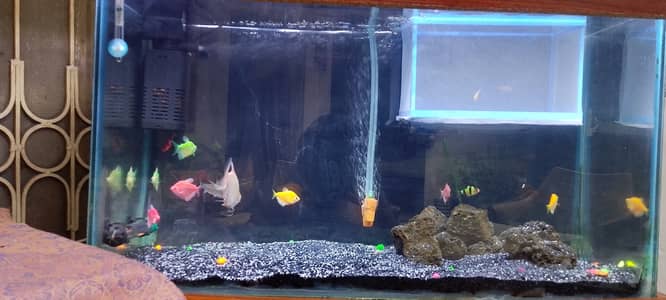 Selling my complete used aquarium setup with fish and accessories.