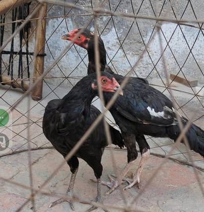 Aseel Lasani Pair Active Birds