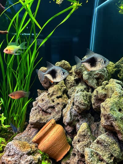 Black berry dollar and swad tails available