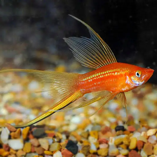 Black berry dollar and swad tails available — photo 2