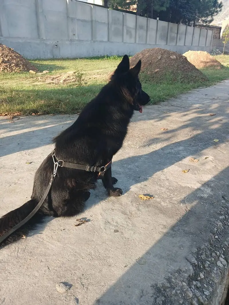 Black German Shepherd | Gsd | Female Dog | German Shepherd | Long Coat — photo 2