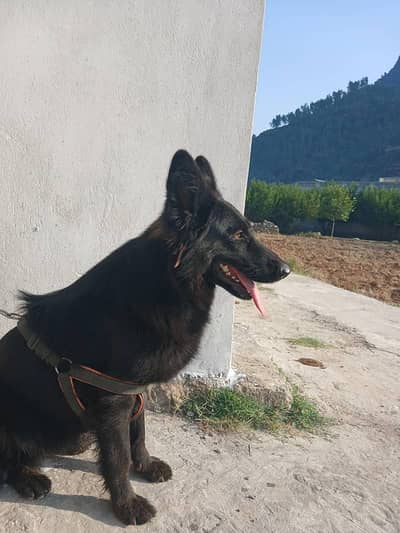 Black German Shepherd | Gsd | Female Dog | German Shepherd | Long Coat
