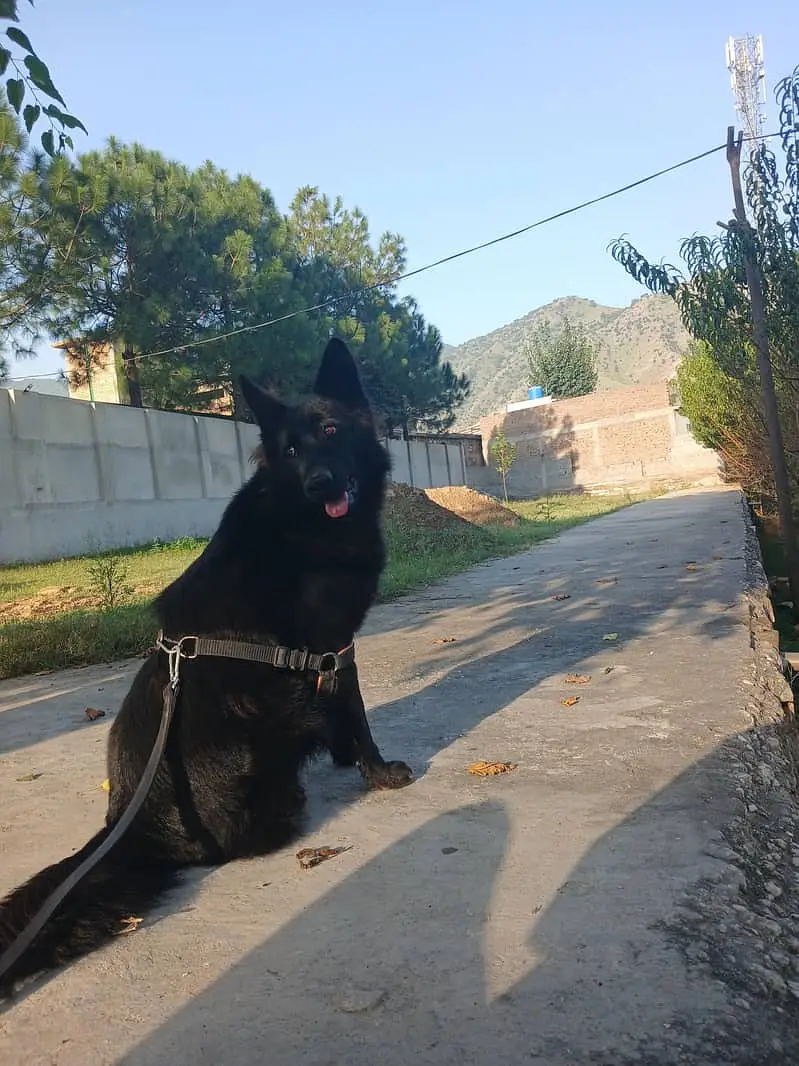 Black German Shepherd | Gsd | Female Dog | German Shepherd | Long Coat — photo 3