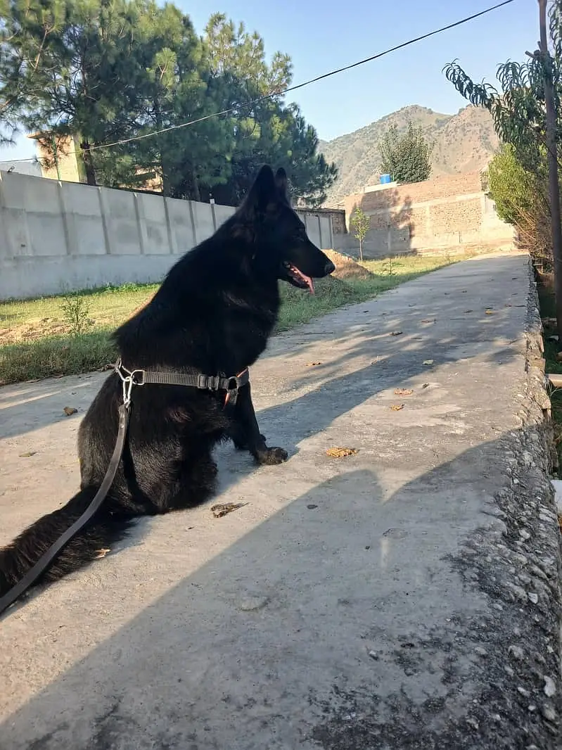 Black German Shepherd | Gsd | Female Dog | German Shepherd | Long Coat — photo 4