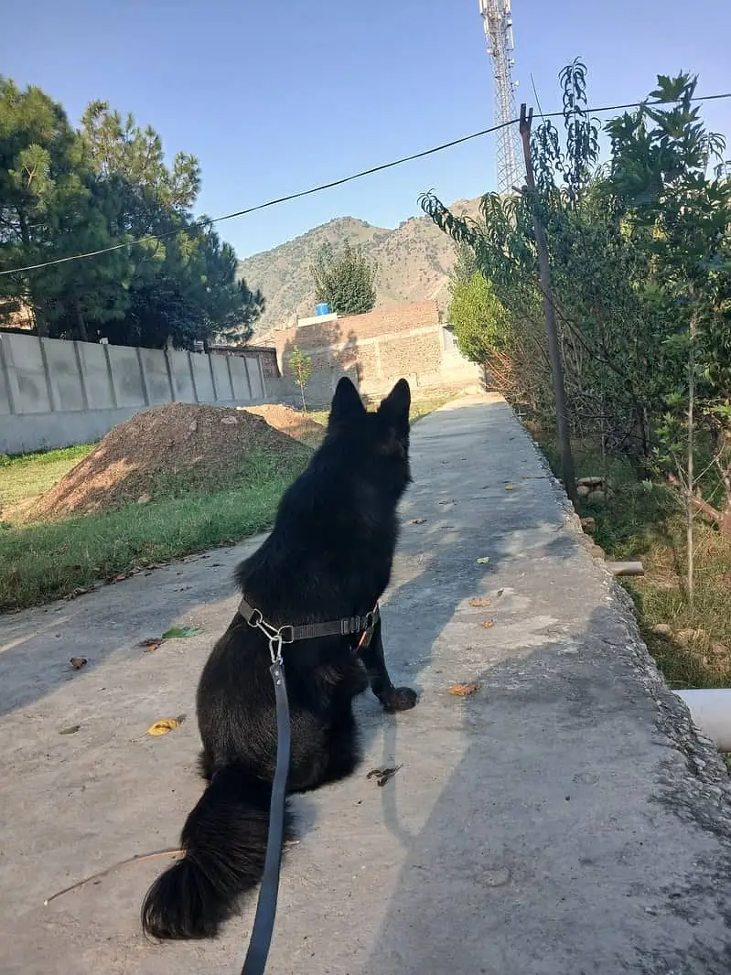 Black German Shepherd | Gsd | Female Dog | German Shepherd | Long Coat — photo 5