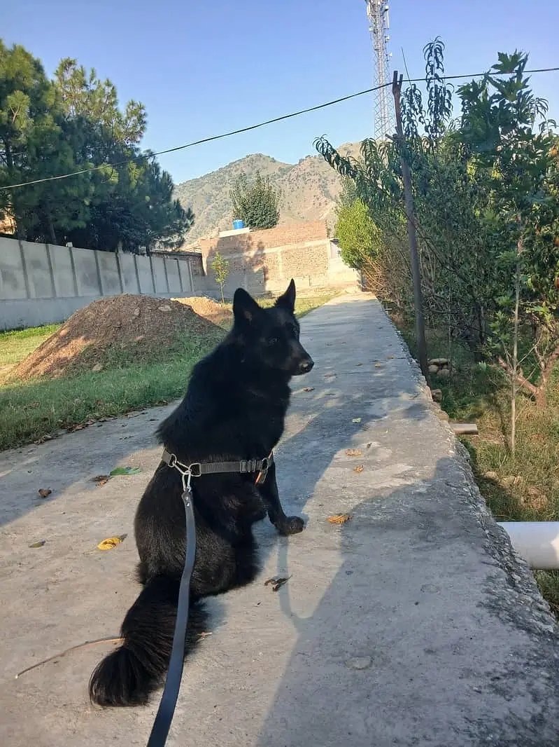 Black German Shepherd | Gsd | Female Dog | German Shepherd | Long Coat — photo 6