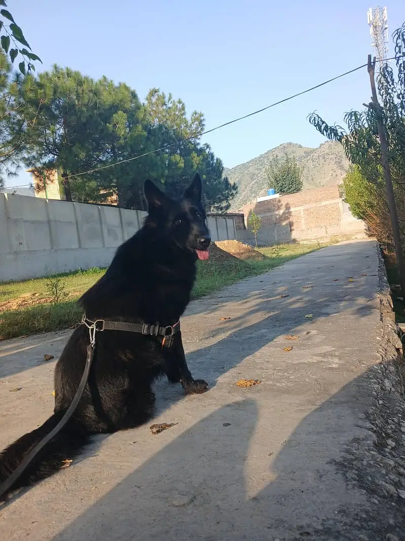 Black German Shepherd | Gsd | Female Dog | German Shepherd | Long Coat — photo 7