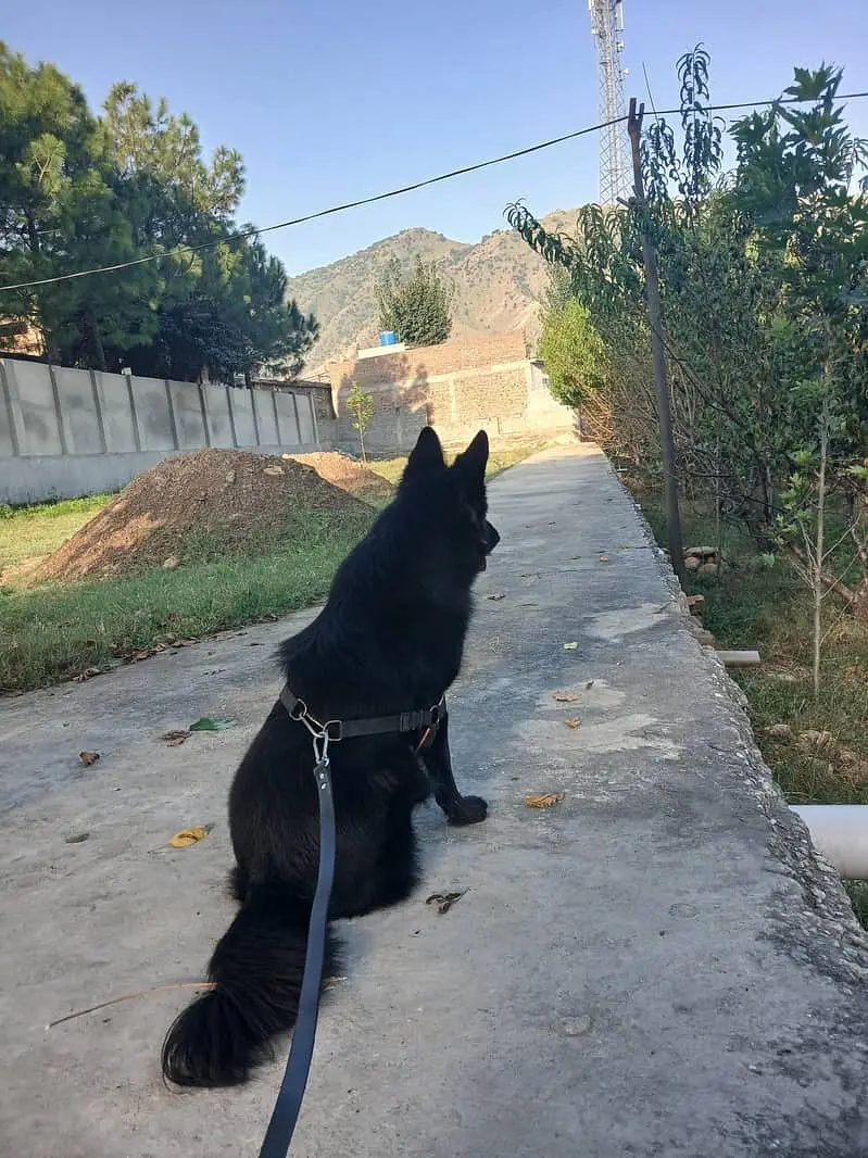 Black German Shepherd | Gsd | Female Dog | German Shepherd | Long Coat — photo 8