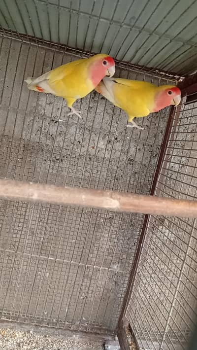 lotino parrot 2 pair
