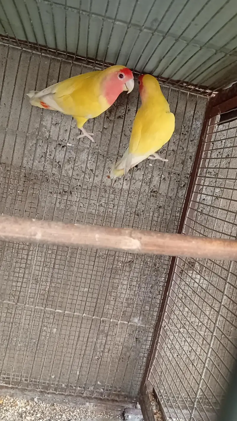 lotino parrot 2 pair — photo 2