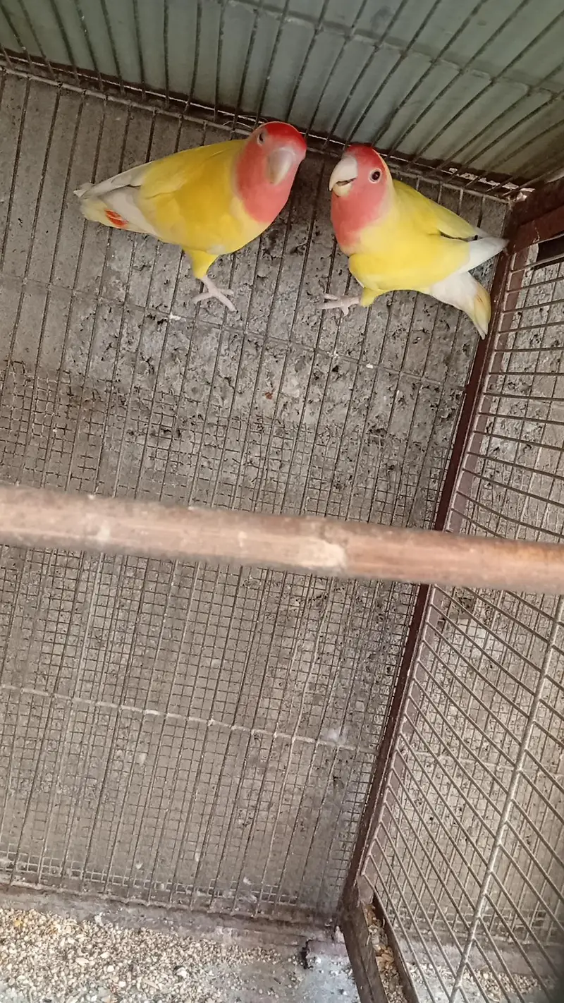 lotino parrot 2 pair — photo 3