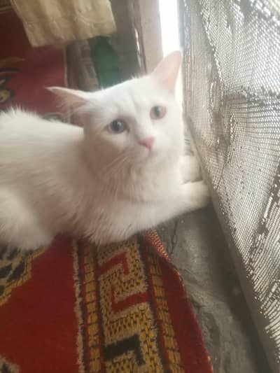 For Sale