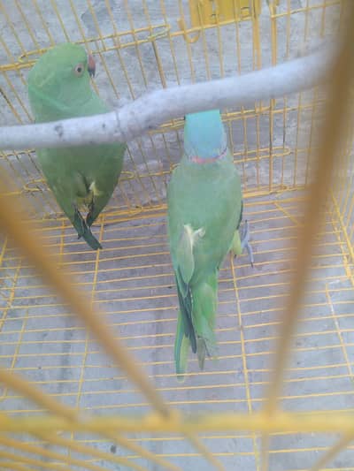 Beautiful and healthy parrot available for sale.