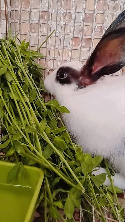 Hand tamed rabbit for sale