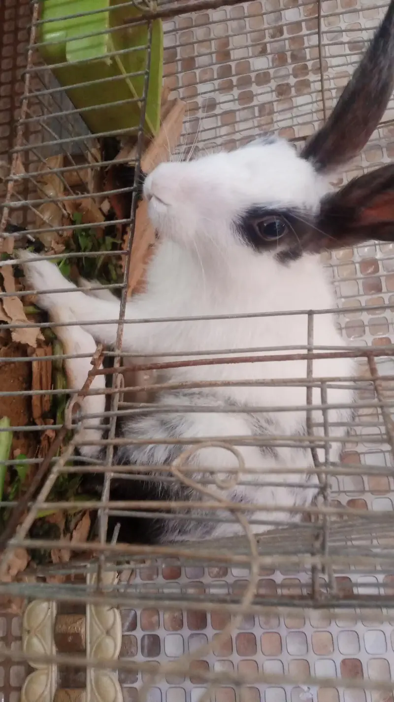 Hand tamed rabbit for sale — photo 2
