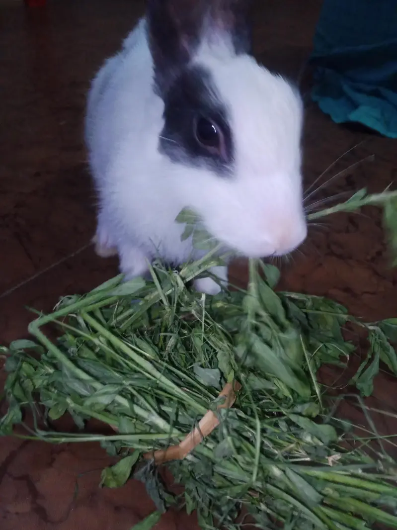 Hand tamed rabbit for sale — photo 3