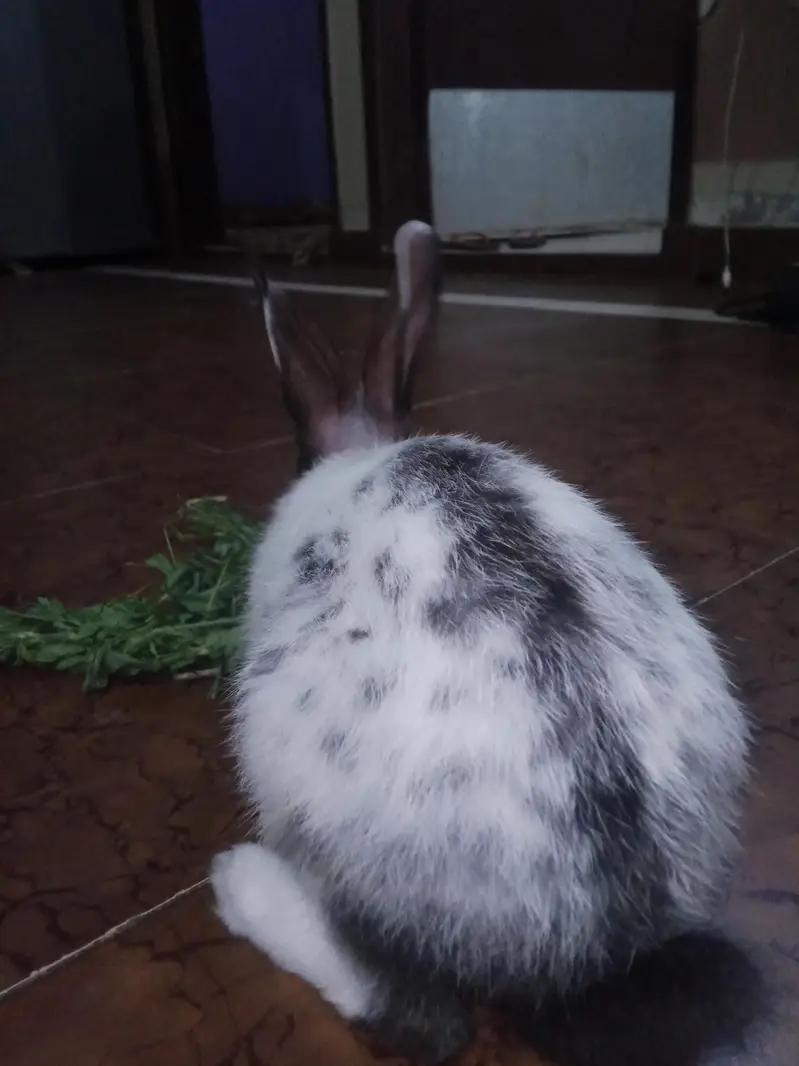 Hand tamed rabbit for sale — photo 4