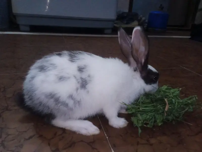 Hand tamed rabbit for sale — photo 5