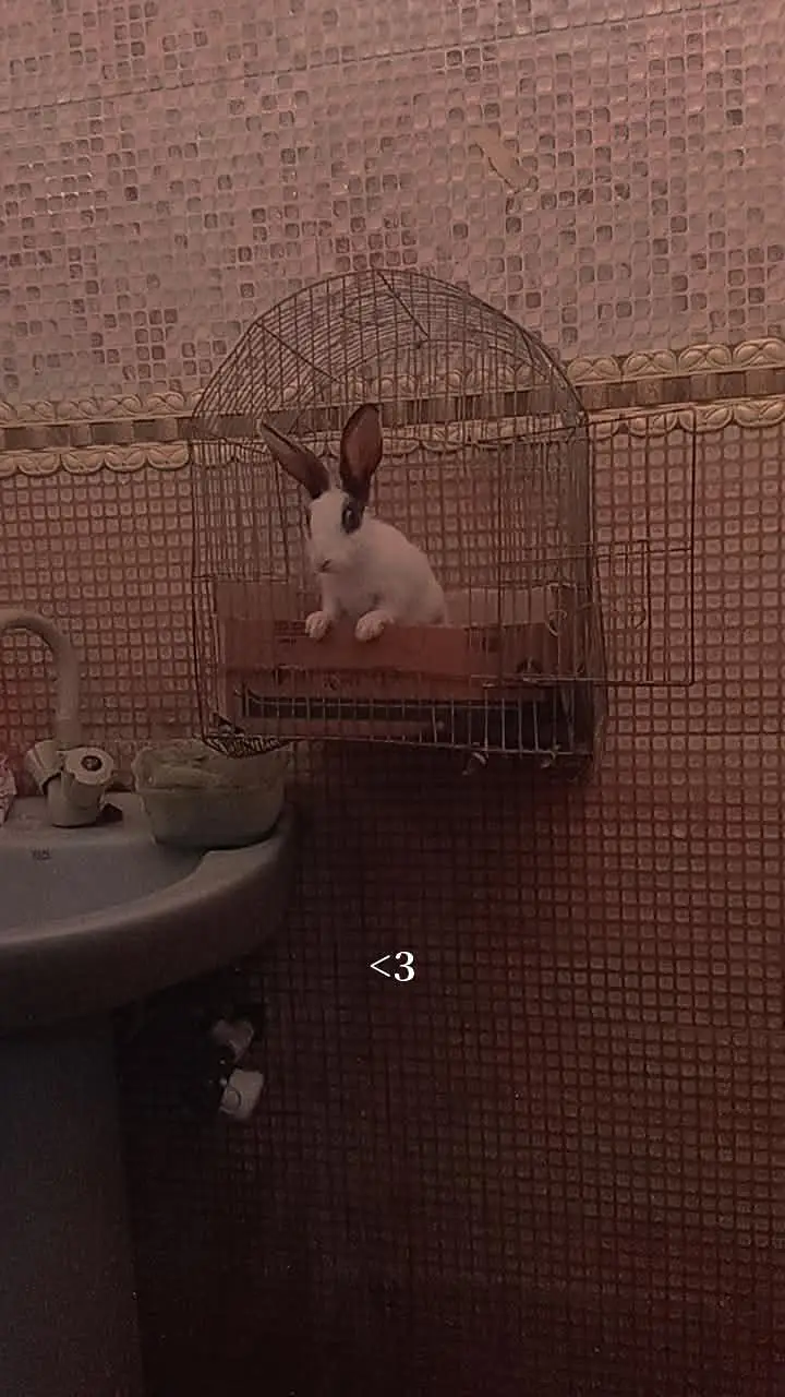 Hand tamed rabbit for sale — photo 6
