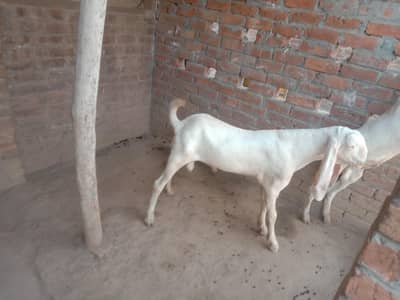 rajanpuri Bakre for sale