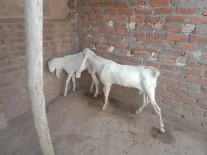 rajanpuri Bakre for sale — photo 2