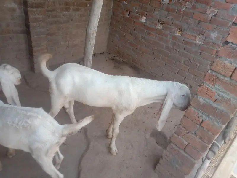 rajanpuri Bakre for sale — photo 4