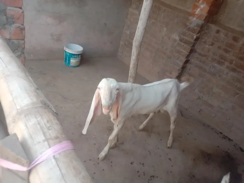 rajanpuri Bakre for sale — photo 5