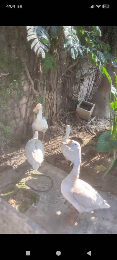 Goose ducks long neck