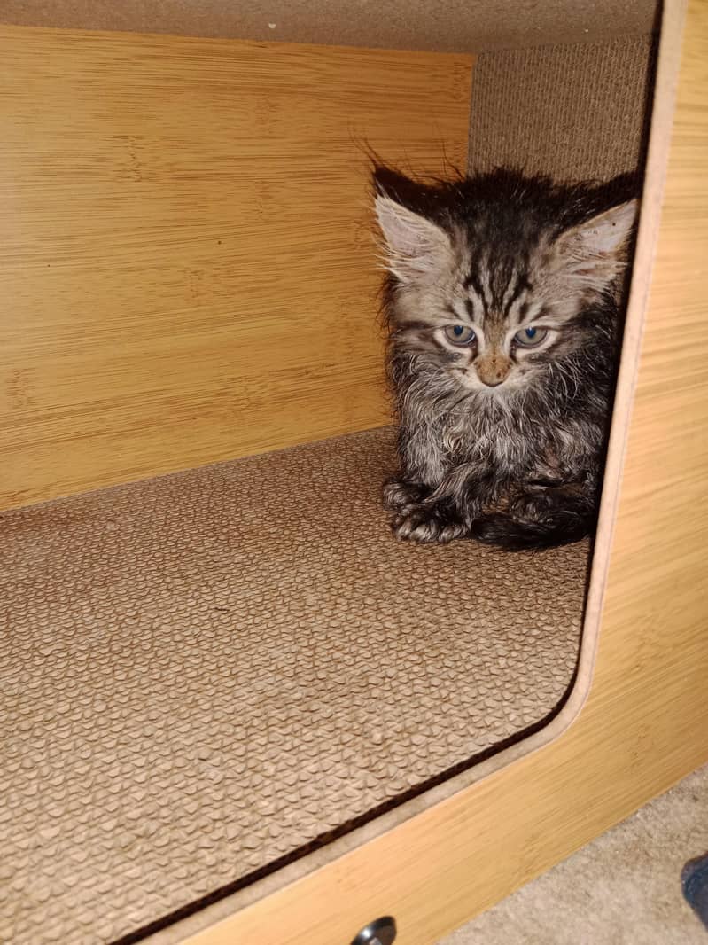 Persian cat 0