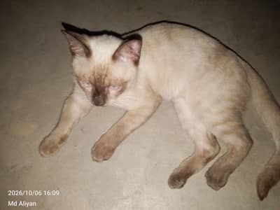 Beautiful 6 Months Male Siamese Cat for Sale