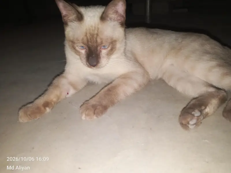 Beautiful 6 Months Male Siamese Cat for Sale — photo 2