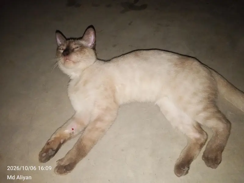 Beautiful 6 Months Male Siamese Cat for Sale — photo 3