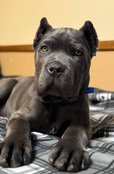 cancorso female vacation 2 month puppy