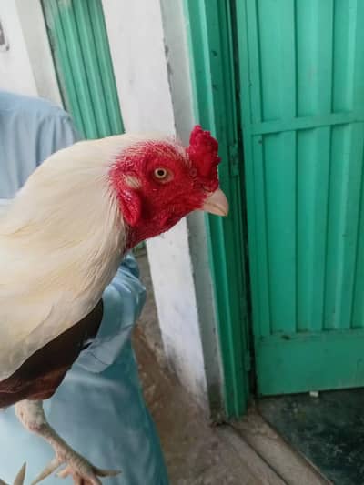 aseel Heera for sale
