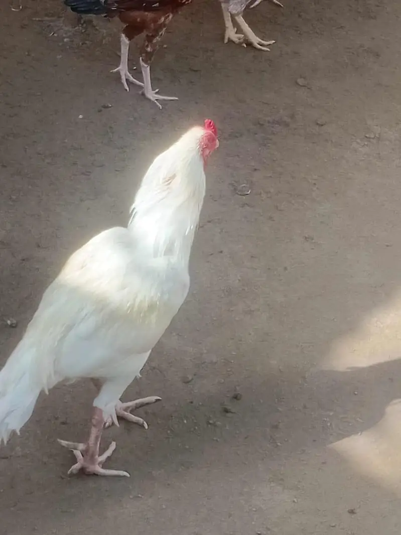 aseel Heera for sale — photo 2