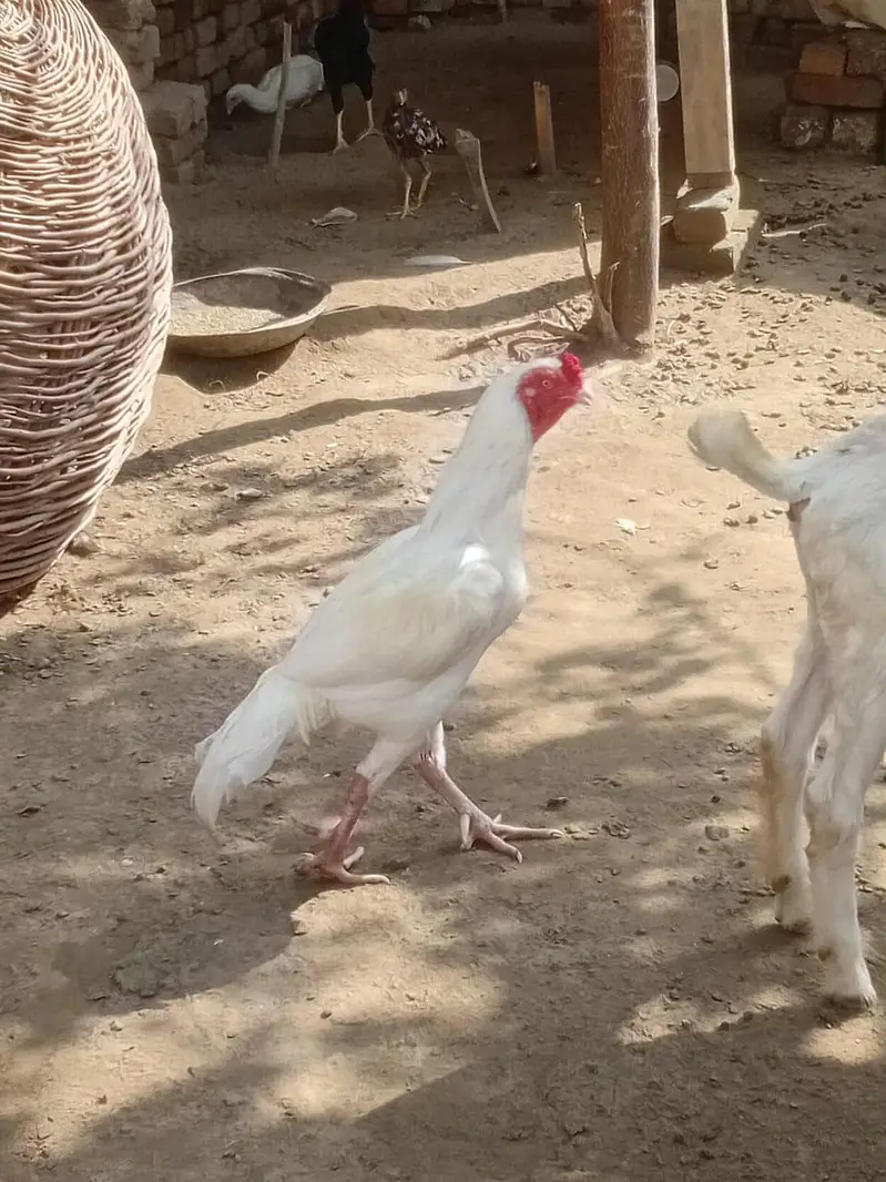 aseel Heera for sale — photo 3