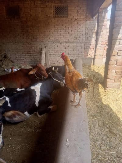 فروخت کر ناہے