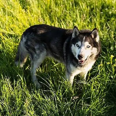 Husky feamle | odd eyes Husky female | double coated | breeder