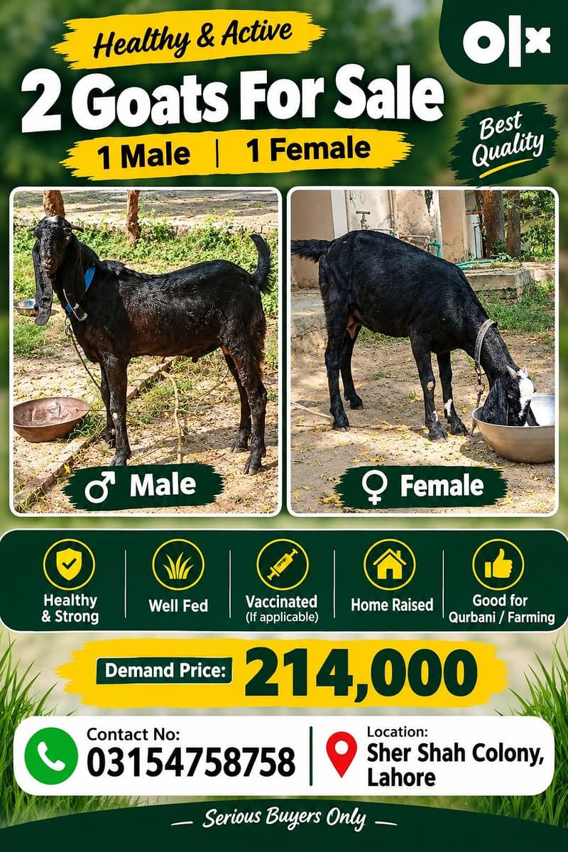 Premium Black Goats for Sale – 1 Male & 1 Female | Lahore 0