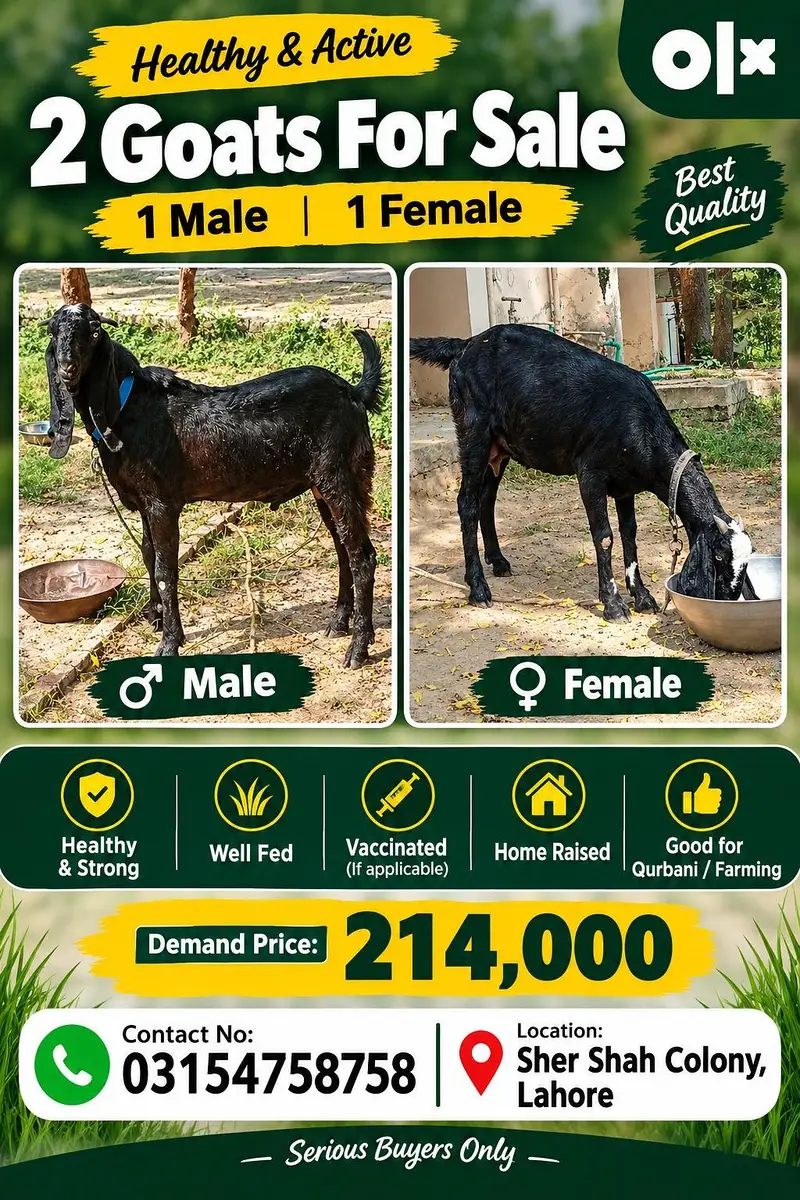 Premium Black Goats for Sale – 1 Male & 1 Female | Lahore