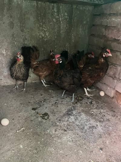 ando wali murghiya or murgha for sale