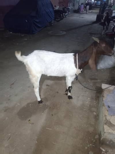 Bakri for akika meat purpose, palny k liye bhi consider kr skty hai