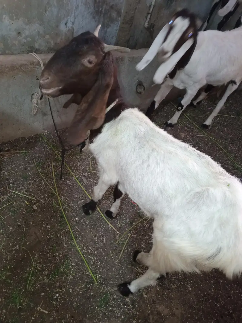 Bakri for akika meat purpose, palny k liye bhi consider kr skty hai — photo 2