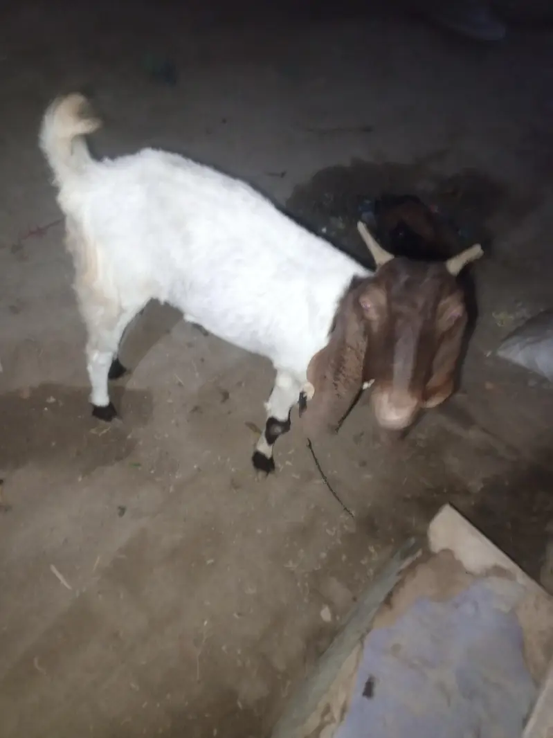 Bakri for akika meat purpose, palny k liye bhi consider kr skty hai — photo 3
