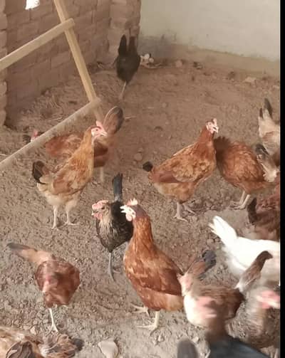 Egg laying misri murgi for sell 2  male.  8 female 03257732717