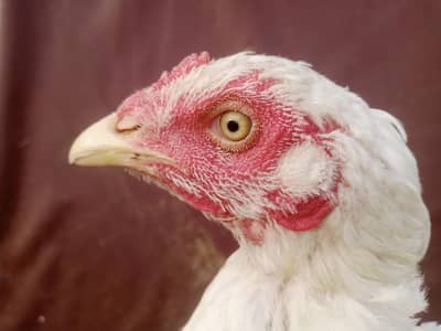 White Aseel Hen For sell