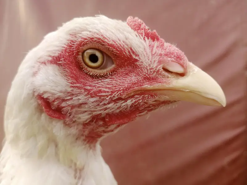 White Aseel Hen For sell — photo 2