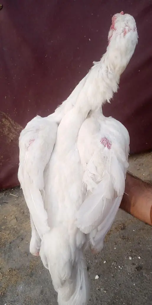 White Aseel Hen For sell — photo 3