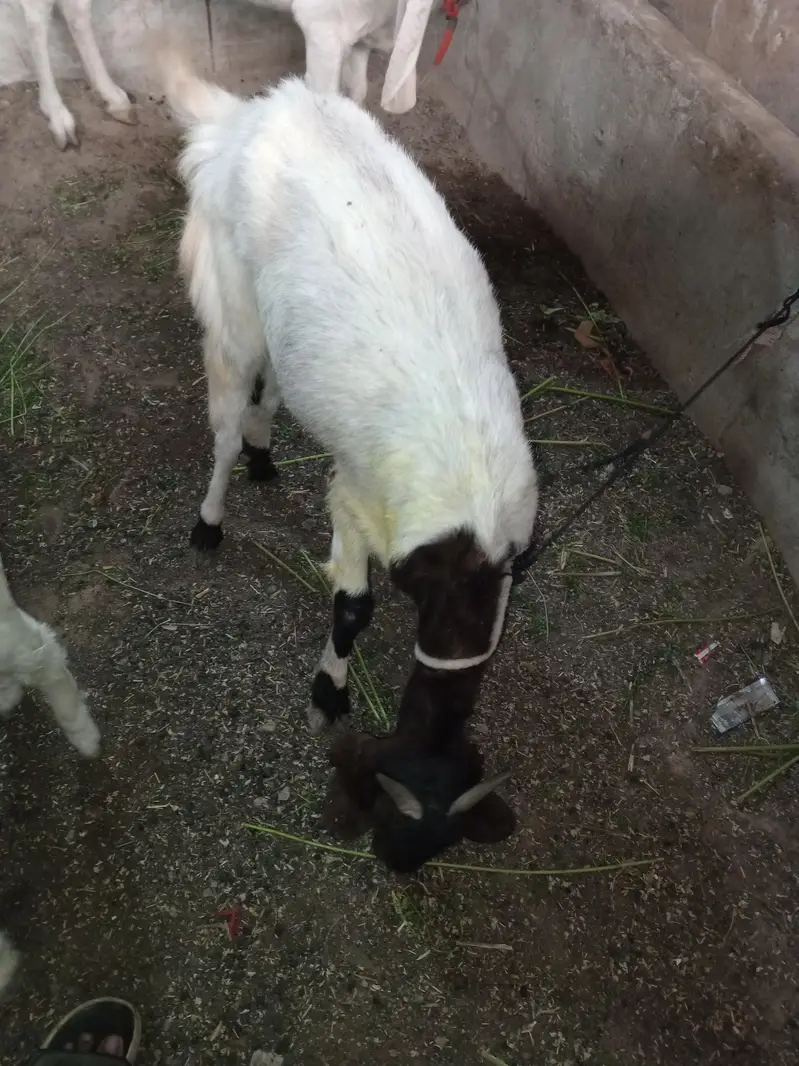Bakri for akika meat purpose, palny k liye bhi consider kr skty hai — photo 4